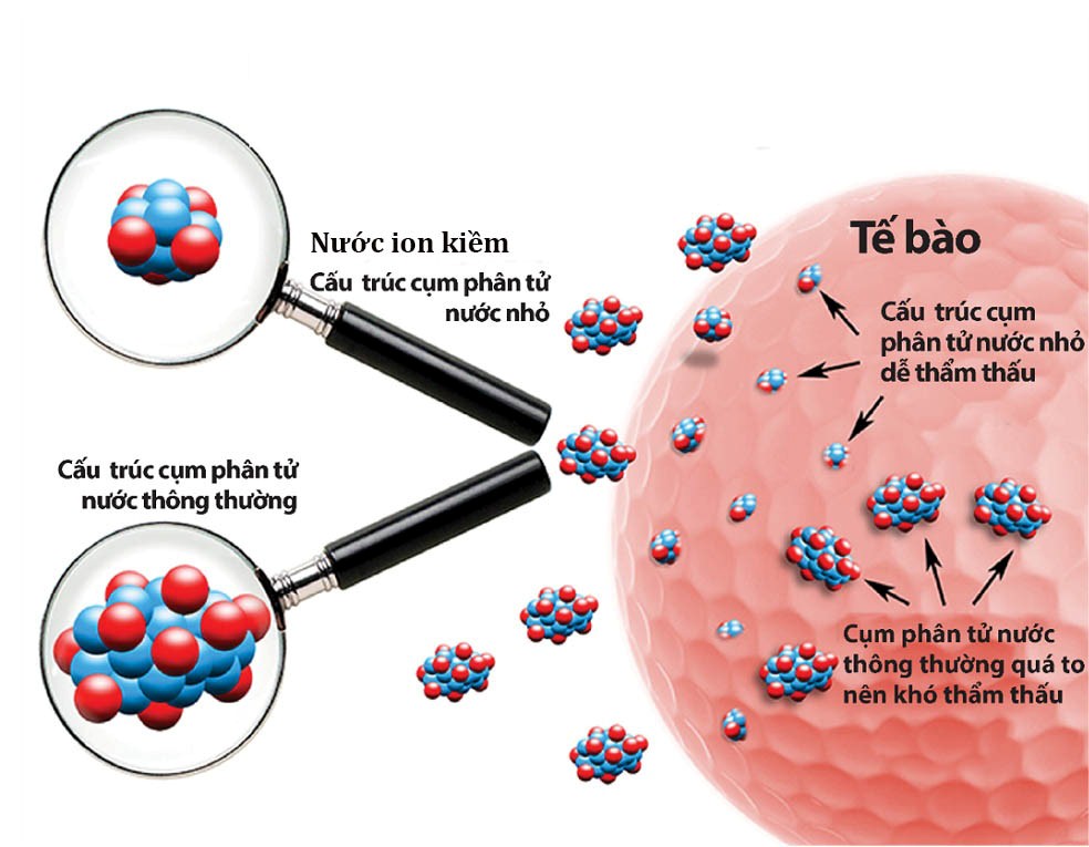 Cấu trúc phân tử nước ion kiềm siêu nhỏ dễ dàng thẩm thấu vào tế bào