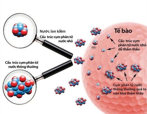 Phân tử nước điện giải ion kiềm siêu nhỏ, dễ dàng thẩm thấu vào tế bào